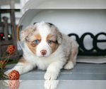 Small #2 Australian Shepherd