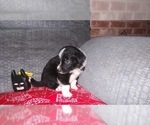 Small Photo #14 Border Collie Puppy For Sale in AIKEN, SC, USA