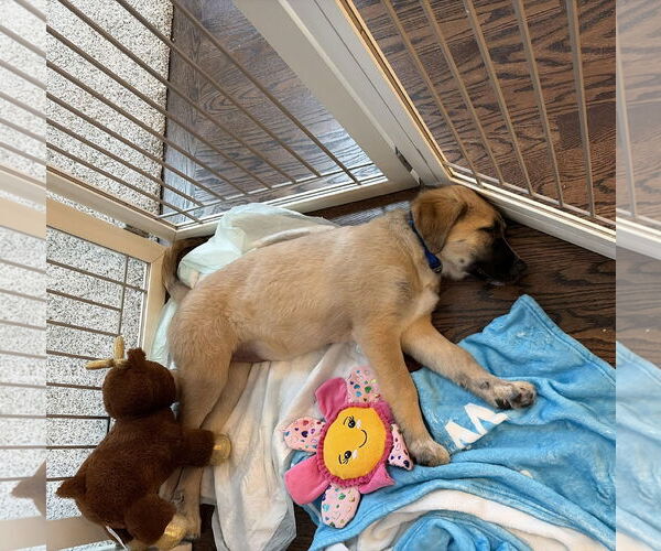 Medium Photo #6 Great Pyrenees-Unknown Mix Puppy For Sale in Wheaton, IL, USA
