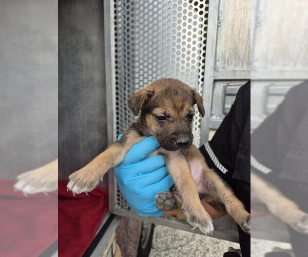 Medium Photo #1 American Staffordshire Terrier-Unknown Mix Puppy For Sale in San Antonio, TX, USA