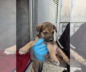 American Staffordshire Terrier-Unknown Mix Dogs for adoption in San Antonio, TX, USA