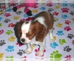 Small Photo #5 Cavalier King Charles Spaniel Puppy For Sale in ORO VALLEY, AZ, USA