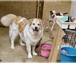 Small #1 Great Pyrenees Mix