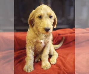 Labradoodle Puppy for Sale in MOMEYER, North Carolina USA