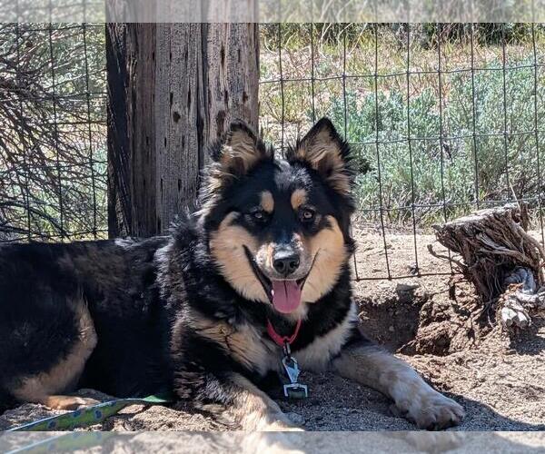 Medium Photo #2 Gerberian Shepsky Puppy For Sale in Incline Village, NV, USA