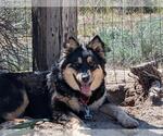 Small #1 Gerberian Shepsky