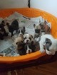 Small Photo #5 French Bulldog Puppy For Sale in ROCHESTER, MI, USA
