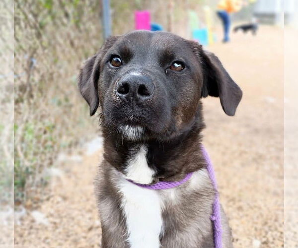 Medium Photo #2 Feist Terrier-Labrador Retriever Mix Puppy For Sale in Anniston, AL, USA
