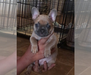 French Bulldog Puppy for sale in PLACERVILLE, CA, USA
