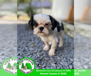 Shih Tzu Dogs for adoption in Stroudsburg, PA, USA