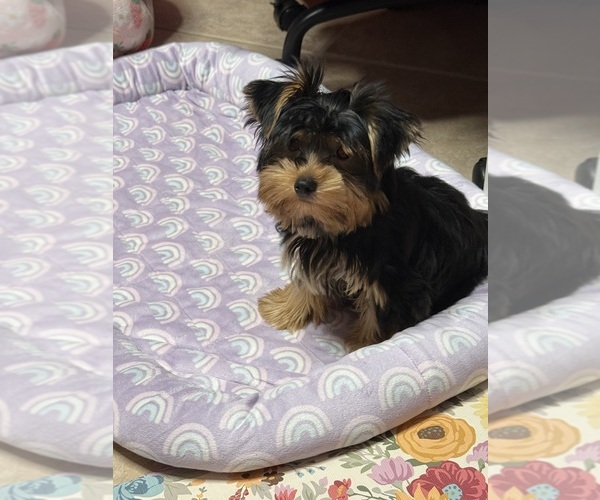 Medium Photo #7 Yorkshire Terrier Puppy For Sale in VALRICO, FL, USA