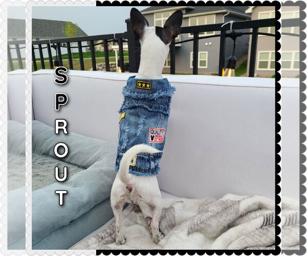 Medium Photo #7 Chiweenie Puppy For Sale in Princeton, MN, USA