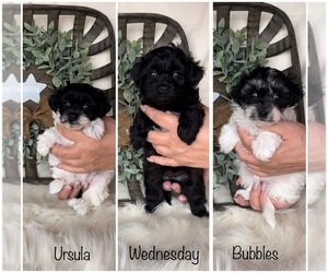 Maltese-Poodle (Toy) Mix Puppy for sale in NEW PORT RICHEY, FL, USA