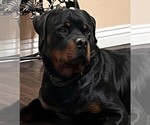 Small Photo #3 Rottweiler Puppy For Sale in YUCAIPA, CA, USA