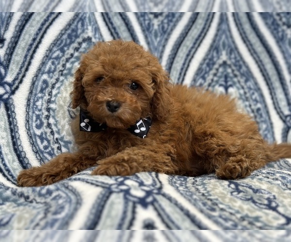 Medium Photo #4 Cavapoo Puppy For Sale in LAKELAND, FL, USA