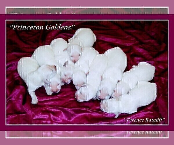 Medium Photo #6 English Cream Golden Retriever Puppy For Sale in PRINCETON, WV, USA