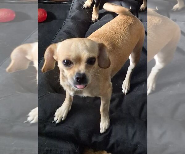 Medium Photo #2 Chihuahua Puppy For Sale in Carrollton, TX, USA