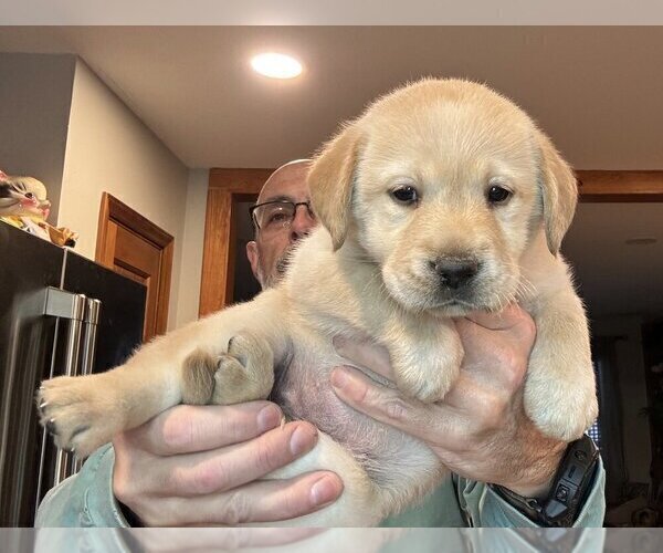 Medium Photo #1 Labrador Retriever Puppy For Sale in HIGH POINT, NC, USA