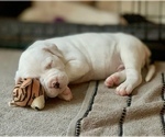 Small Photo #2 Dogo Argentino Puppy For Sale in AUSTIN, TX, USA