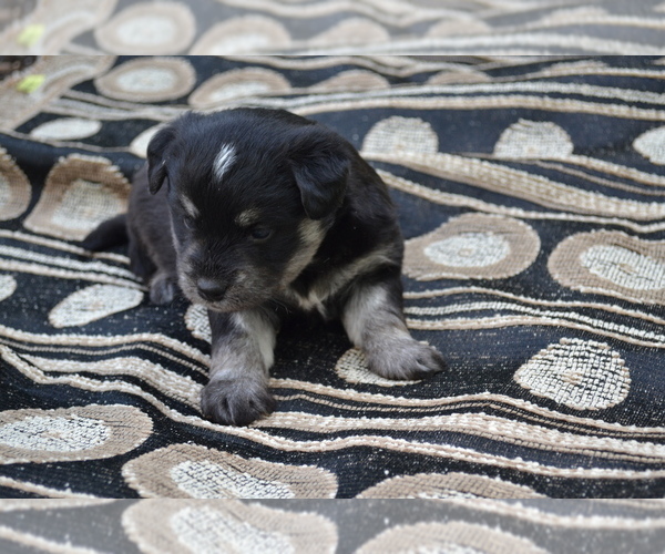 Medium Photo #2 Alaskan Klee Kai-Pomeranian Mix Puppy For Sale in GREENWOOD, WI, USA