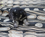 Small #1 Alaskan Klee Kai-Pomeranian Mix