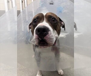 Mutt Dogs for adoption in Las Vegas, NV, USA
