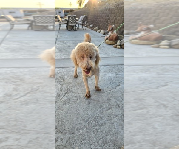 Medium Photo #3 Double Doodle Puppy For Sale in HESPERIA, CA, USA