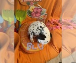 Small #8 Dalmatian