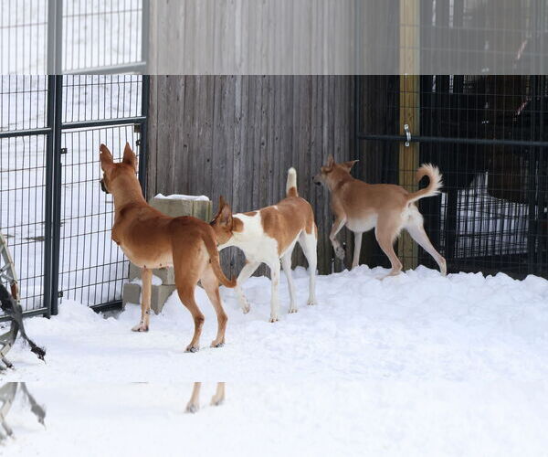 Medium Photo #38 Black Mouth Cur-Unknown Mix Puppy For Sale in Sebec, ME, USA