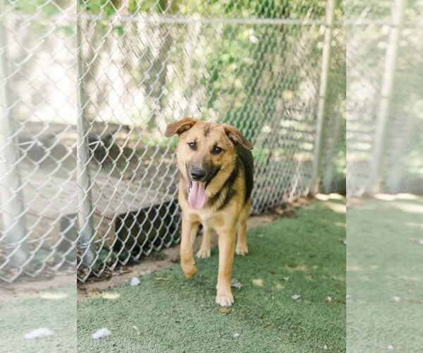Medium Photo #2 German Shepherd Dog-Unknown Mix Puppy For Sale in Columbus, IN, USA