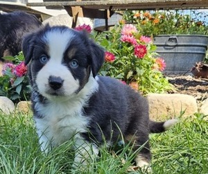 Miniature Australian Shepherd Puppy for sale in MILTON, WI, USA