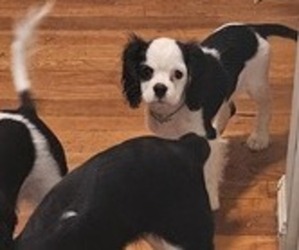Cavalier King Charles Spaniel Puppy for sale in SPRINGFIELD, IL, USA