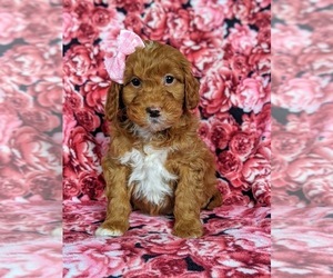 Goldendoodle-Poodle (Miniature) Mix Puppy for sale in LEOLA, PA, USA