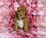 Small Photo #1 Goldendoodle-Poodle (Miniature) Mix Puppy For Sale in LEOLA, PA, USA