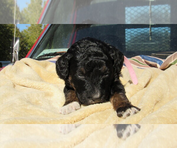 Medium Photo #2 Bernedoodle Puppy For Sale in BIG ROCK, IL, USA