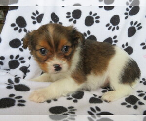 Cavalier King Charles Spaniel-Jack Russell Terrier Mix Puppy for sale in SHILOH, OH, USA
