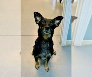 Mutt Dogs for adoption in Brewster, NY, USA
