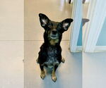 Small Mutt