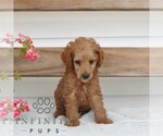 Small #2 Poodle (Miniature)