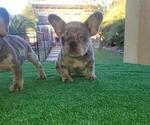 Small Photo #17 French Bulldog Puppy For Sale in N LAS VEGAS, NV, USA
