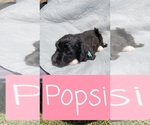 Small Photo #2 Aussiedoodle Puppy For Sale in LITHIA, FL, USA