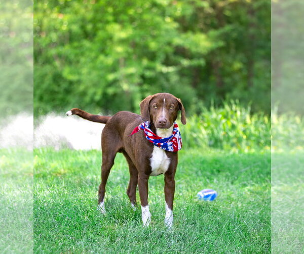 Medium Photo #3 Labrador Retriever-Unknown Mix Puppy For Sale in Unionville, PA, USA
