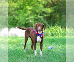 Small #2 Labrador Retriever Mix