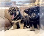 Small Photo #10 German Shepherd Dog Puppy For Sale in BRIGHTON, CO, USA