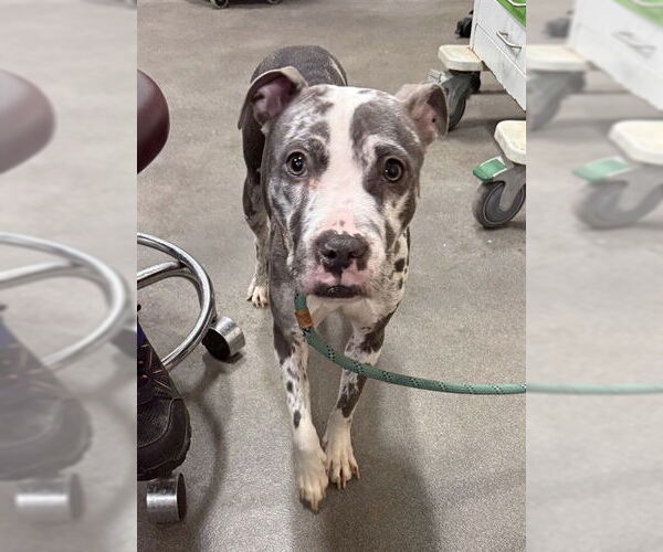 Medium Photo #1 Mutt Puppy For Sale in Forestville, MD, USA