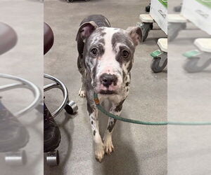 Mutt Dogs for adoption in Forestville, MD, USA