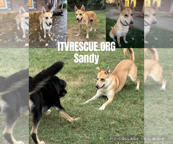 Medium Photo #6 Siberian Husky-Unknown Mix Puppy For Sale in Evansville, IN, USA