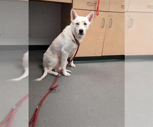 Huskies -Unknown Mix Dogs for adoption in Corpus Christi, TX, USA