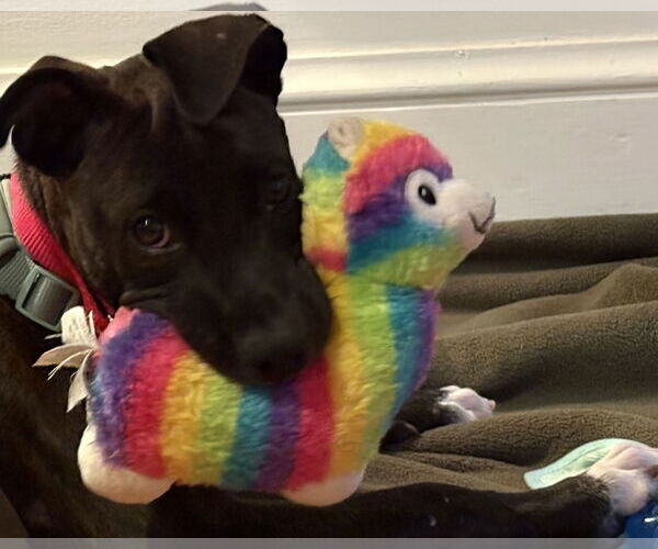 Medium Photo #6 Bulldog-Unknown Mix Puppy For Sale in Tarrytown, GA, USA