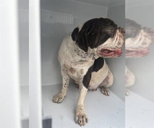 Bulldog Dogs for adoption in Houston, TX, USA